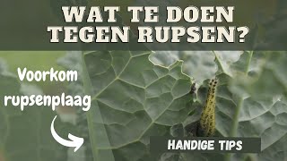 Wat te doen tegen rupsen [upl. by Colene]