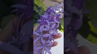 Petrea volubilis petreavolubilis flowers beautifulflower [upl. by Netsrejk173]