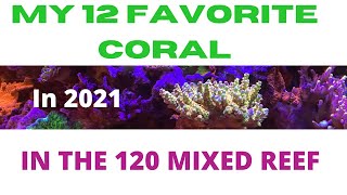 MY 12 FAVORITE CORAL  IN 2021  IN THE 120 GALLON MIXED REEF [upl. by Gridley960]