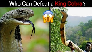 6 Animals That Could Defeat A King Cobra [upl. by Hildick646]