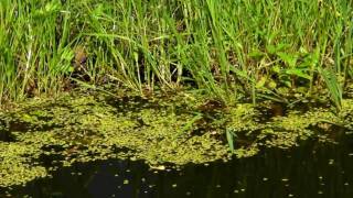 Ringelnatter jagt im Gartenteich [upl. by Rramed]