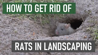 How to Get Rid of Rats in Gardens amp Ornamental Landscapes [upl. by Rodriguez]