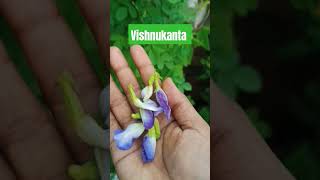 aprajita में लगा फूलो का अंबार shots youtubeshorts nature youtube aprajita [upl. by Ytirahs]