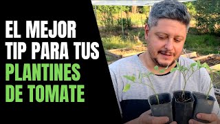 Cómo Transplantar Plantines de Tomate como un profesional 🍅 [upl. by Yelsnit]