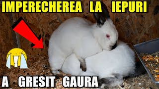 Împerecherea la iepuri 🐇 Am cumpărat o NOUĂ FEMELĂ de CALIFORNIAN  MONTA la iepuri californian [upl. by Annekahs]