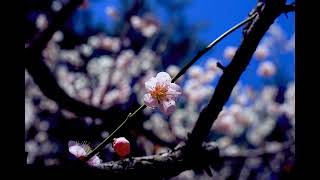 Andrea Bocelli  Mascagni  Sancta Maria [upl. by Franklin]