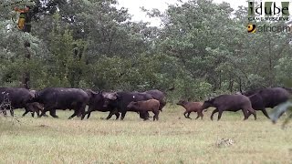 Buffalo Stampede [upl. by Anitan]