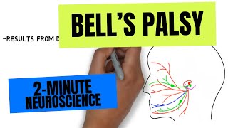 2Minute Neuroscience Bells Palsy [upl. by Jemmie]