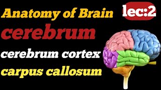 Anatomy of brain  cerebrum function and anatomy  3d anatomy  Technologisttalk804  cerebral cortex [upl. by Edlyn]