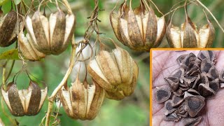 Aristolochia indica dry pods and seeds [upl. by Rettig]