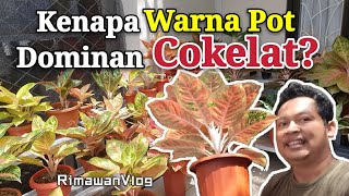 Eps 76 Warna Pot Bunga yang Cantik untuk Aglaonema  Rimawan Vlog [upl. by Sontich72]