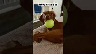 Scout the Vizsla is in his own little world playing with his new ball [upl. by Ranjiv]