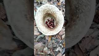 Autumn in APPENNINO  the chestnut harvest PART 12 [upl. by Eetnuahs]