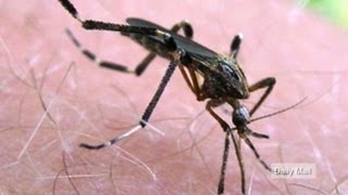 Mega mosquitoes invade Central Florida [upl. by Suivatnad]