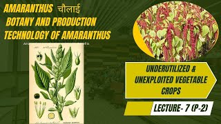 Lecture 6 P2 Amaranthus चौलाई या राजगिराBotany and Production Technology of Amaranthus JRF SRF [upl. by Ahsele791]