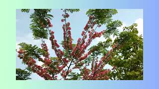 Gliricidia sepium tree summer bloom season [upl. by Lramaj643]