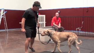 Chesapeake Bay Retriever Dog Problems Episode 2 [upl. by Orford]