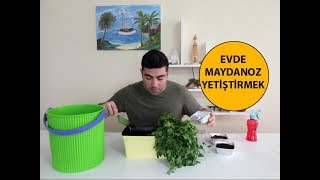 Evde Maydanoz Yetiştirme [upl. by Oinegue]