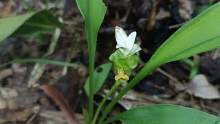 Nghệ mảnh Curcuma gracillima [upl. by Carmelina]