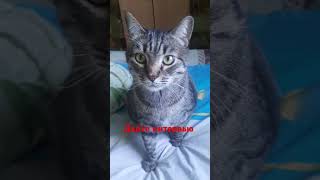 Funny cats asmr chorts cat love animals [upl. by Yrrag]