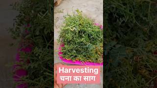 Harvesting चना का साग shorts gardening chanekasaag saag harvest organicgardening agriculture [upl. by Carlin]