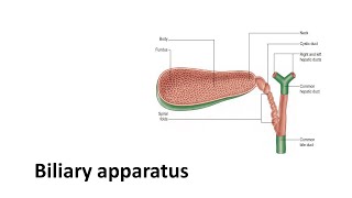 Biliary apparatus Prof Dr Md Ashfaqur Rahman [upl. by Aimahc663]