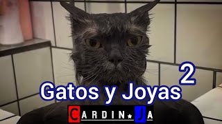 Gatos y joyas 2 CardinJa [upl. by Ecnerwaled]