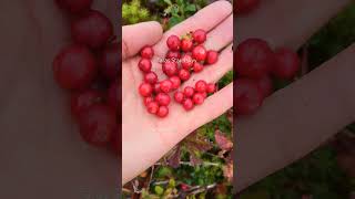 Lingonberry picking harvesting cranberry lingonberry berryfarm [upl. by Marella]