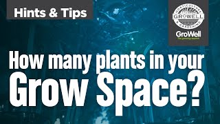 How many plants in your grow tent  room  Hints amp Tips [upl. by Magel]