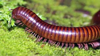 Millipede Actions On the Floor at the Morning [upl. by Clere217]