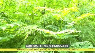 VALAYAPATTI MORINGA LEAVES CULTIVATION [upl. by Nidroj]