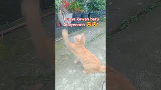 Kawan baru kucing catlover pecintakucing shorts [upl. by Curran]