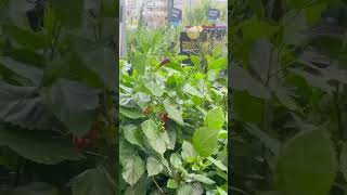 ASMR Lowe’s Garden Center During Monsoon asmr asmrgarden asmrshopping shopwithme gardencenter [upl. by Montano101]