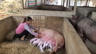 Full video sow gives birth to piglets Maternal instinct of sows do sows love piglets  Ep 294 [upl. by Une]