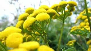 Common Tansy Tanacetum vulgare  Cow Bitter  20120731 [upl. by Nivanod]