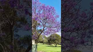 The beautiful Jacarandas of Sydney jacaranda sydney spring [upl. by Neely]