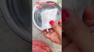 Dianthus plant ☘️ care caretips plantcare gardening gardenflower shortsvideo shorts [upl. by Eserrehs]