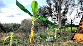 Banana Tree  daily prayer and deliverance [upl. by Ahl]