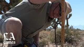 Climate change takes a toll on Joshua trees [upl. by Hsaka]