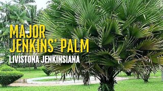 Major jenkins palm  Livistona jenkinsiana [upl. by Suravat]