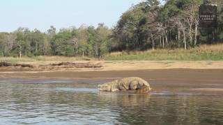 Satpura Tiger Reserve [upl. by Elbart]