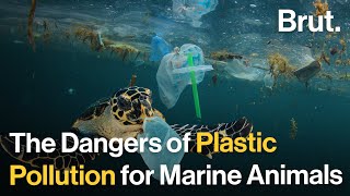 The Hidden Dangers of Plastics Pollution for Marine Animals [upl. by Onitsuaf]