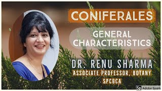 Coniferales  General Characteristics  Dr Renu Sharma [upl. by Nwatna]