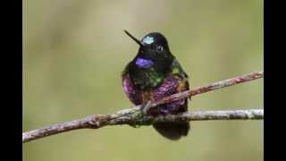 Bluethroated Starfrontlet [upl. by Essila]