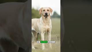 Labrador Showlinie VS Arbeitslinie hundetrainer hundetraining [upl. by Audres]