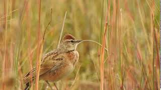 Erlangers Lark Calandrella erlangeri [upl. by Enyale]