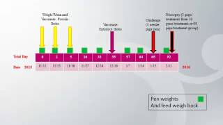 Dr Jessica Seate  Comparison of intestinal lesions between Enterisol® Ileitis amp Porcilis® Ileitis [upl. by Jacinthe]