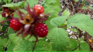 ⟹ Japanese wineberry or TAYBERRY  Rubus phoenicolasius  how to tell the difference [upl. by Hoppe]