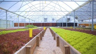 Tour an AQUAPONICS FARM in Texas 🐟  🌿 🤠 Sustainable Harvesters [upl. by Acirne]