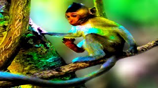 Daily Action Lifestyle Intelligent Babies Monkeys Tiny Babies [upl. by Will]